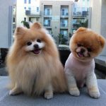 You’ll Surely Fall for These 12 Cutest Dogs in the World