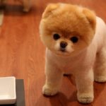 15 Cutest Dog Breeds and Why They’re So Adorable