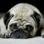 Here are the 7 Cutest Pugs on Instagram that Will Make Your Heart Melt