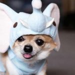 The 7 Cutest Chihuahua Pictures Seen Online
