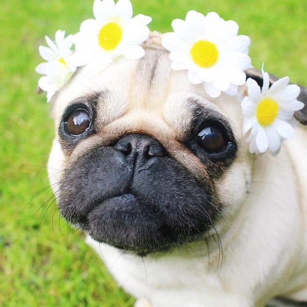 Here are the 7 Cutest Pugs on Instagram that Will Make Your Heart Melt ...