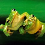 These 7 World’s Cutest Frogs Will Make You Jump With Joy!
