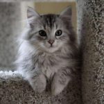 11 Cutest Pussy Breeds You Definitely Want to Take Home