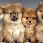 The Cutest Pomeranians of Instagram
