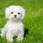 You’ll Want to Take Home These 7 Hypoallergenic Dog Breeds